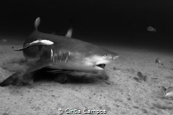 A constant debate: Are sharks a threat to humans? Or are ... by Cintia Campos 